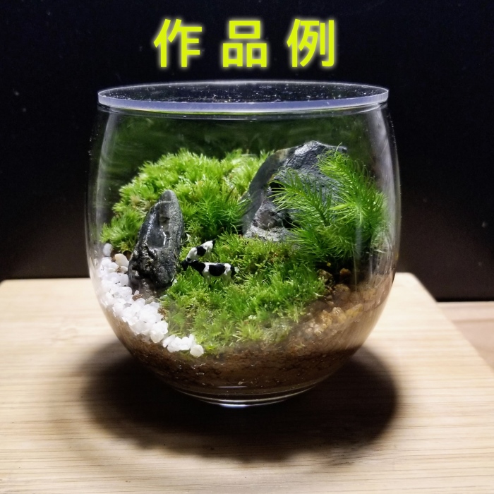 コケテラリウム手作りセット（径8ｃｍ×高さ8cm）〈コケ 苔 こけ 植物 初心者 インテリア 手作り セット キッド 雑貨 日用品〉