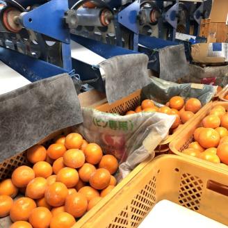 京都・火の國屋・搾ったまま果汁（みかん2本）〈無添加 生搾り 高濃度 果実 みかん ミカン ジュース 果汁 飲料 果物〉