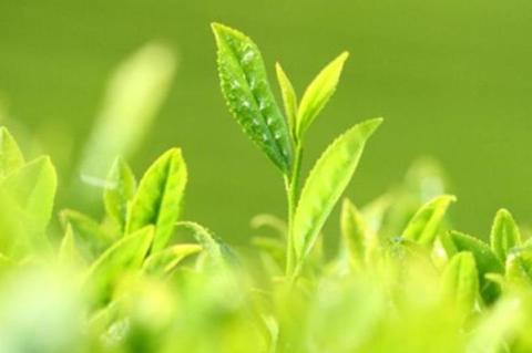 耐熱ボトルと深蒸し冷茶セット(4g×62袋入)〈お茶 茶 緑茶 煎茶 深蒸し茶 深むし 冷茶 耐熱ボトル ティーバッグ ティーパック 飲料 セット 工芸品 加工食品 日用品 雑貨〉