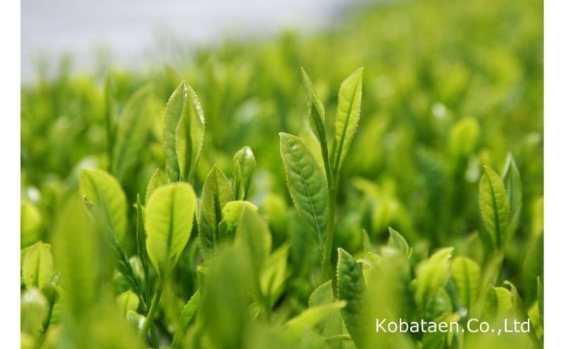 【12月21日受付分まで「年内配送」可】京の老舗　古畑園の特選宇治茶(煎茶150g、雁が音150g)〈宇治茶 お茶 茶 煎茶 深むし 深蒸し茶 緑茶 茎茶 くき茶 雁が音 茶葉 高級 特選 最高金賞 飲料 老舗 化粧箱〉 飲料類 最高金賞受賞