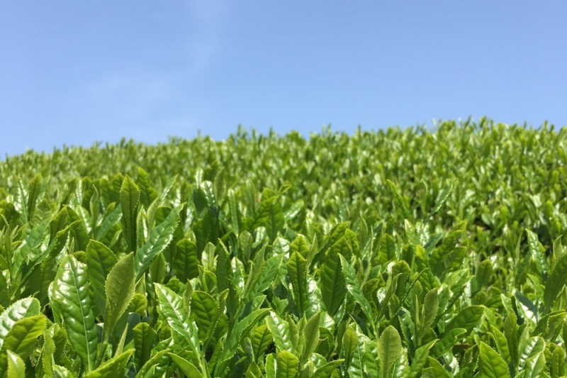 宇治・煎茶ティーバッグ 5g×20個×5袋〈お茶 茶 煎茶 緑茶 かぶせ茶 飲料 ティーバッグ 煎茶ティーバッグ ティーパック 宇治茶 日本茶 加工食品〉