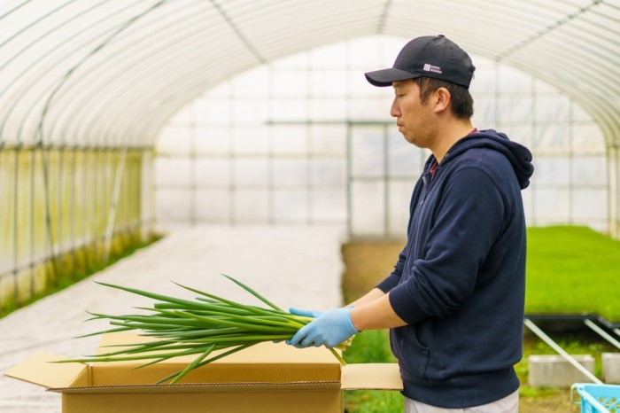 【6か月定期便】生産農家直送 京野菜・九条ねぎ700ｇ〈定期