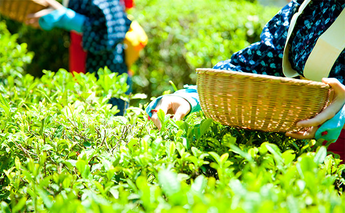 早摘み煎茶いちばん星100ｇ入×3本　宇治茶の木谷製茶場　〈 煎茶 お茶 茶 緑茶 新茶 茶葉 お茶葉 早摘み いちばん星 宇治 〉