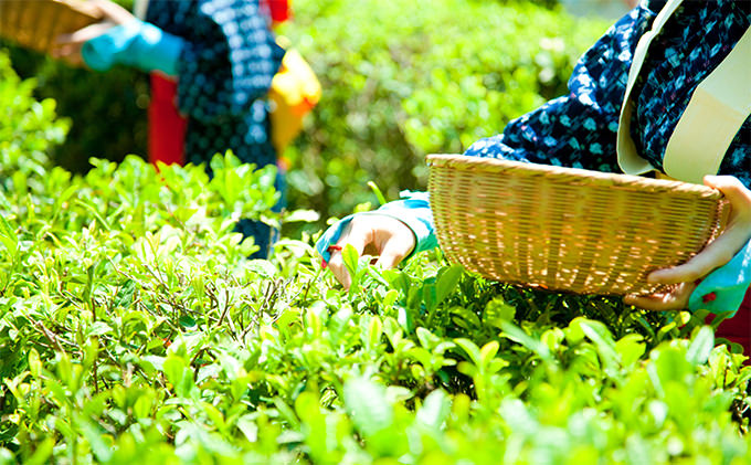 桜皮茶筒と最高峰煎茶と玉露のセット　宇治茶の木谷製茶場 〈 煎茶 玉露 宇治茶 茶 お茶 緑茶 茶葉 お茶葉 最高峰 濃厚 最上級 高級 桜皮 セット 茶筒 保存缶 宇治 〉