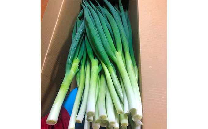 生産農家直送 京野菜・九条ねぎ2kg〈ねぎ ネギ 葱 九条ねぎ 京野菜 京都 新鮮 甘い 農家直送 野菜〉