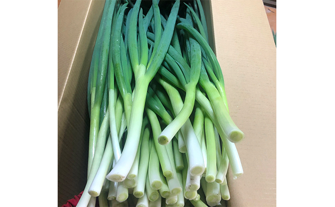 生産農家直送 京野菜・九条ねぎ3kg〈ねぎ ネギ 葱 九条ねぎ 京野菜 京都 新鮮 甘い 農家直送 野菜〉