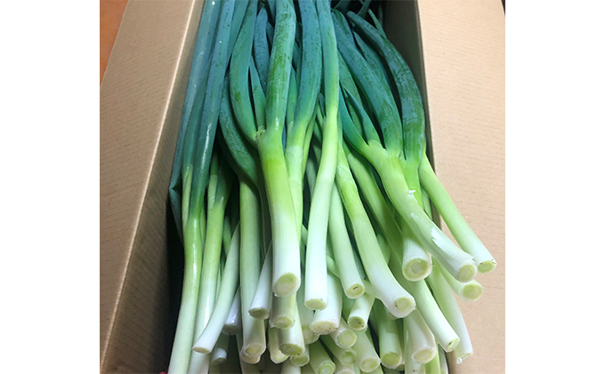 生産農家直送 京野菜・九条ねぎ4kg〈ねぎ ネギ 葱 九条ねぎ 京野菜 京都 新鮮 甘い 農家直送 野菜〉