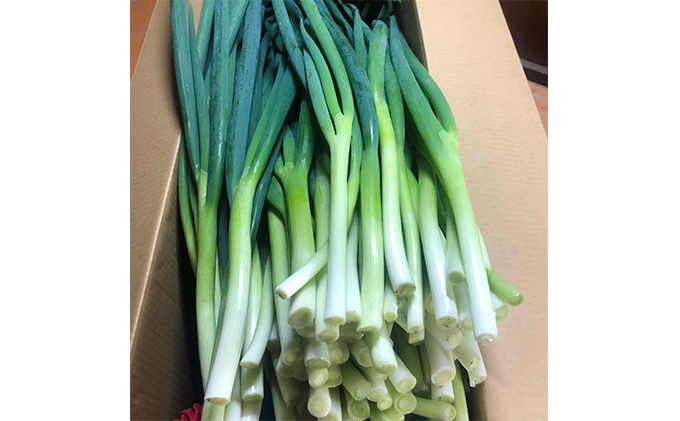 生産農家直送 京野菜・九条ねぎ5kg〈ねぎ ネギ 葱 九条ねぎ 京野菜 京都 新鮮 甘い 農家直送 野菜〉