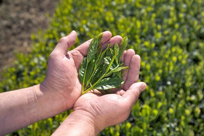 宇治・水出し朝昼番茶ティーバッグ 10ｇ×20袋入×6本　クールサーバー付　〈お茶 茶 煎茶 緑茶 番茶 秋摘み カテキン 水出し ティーバッグ ティーパック クールサーバー 飲料 健康 加工食品〉