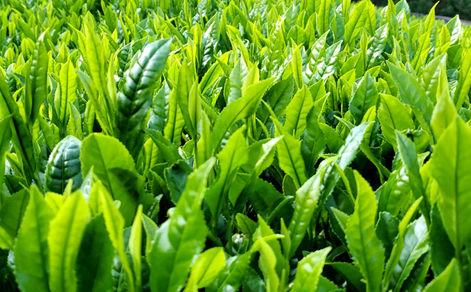 有機宇治茶味わいティーバッグセット〈有機 オーガニック ティーバッグ お茶 茶 玉露 碾茶 抹茶入緑茶 玄米茶 ほうじ茶 産地直送〉