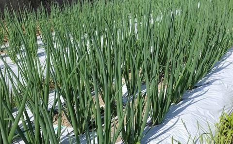 生産農家直送 京野菜・九条ねぎ1kg〈ねぎ ネギ 葱 九条ねぎ 京野菜 京都 新鮮 甘い 農家直送 野菜〉