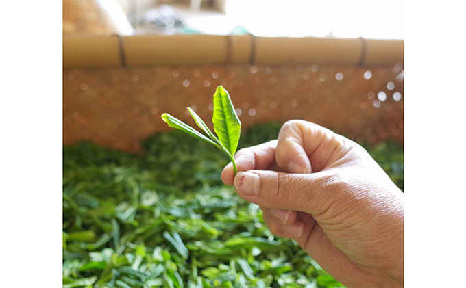 早摘み煎茶いちばん星100ｇ入×3本　宇治茶の木谷製茶場　〈 煎茶 お茶 茶 緑茶 新茶 茶葉 お茶葉 早摘み いちばん星 宇治 〉