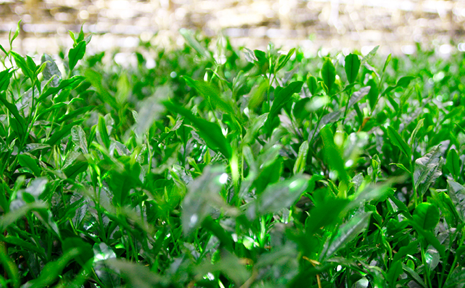 【合組企画】宇治田原玉露と宇治煎茶のお詰合せ～最高茶師～〈お茶 茶 煎茶 緑茶 茶葉 玉露 詰合せ 最高茶師 大臣賞 飲料 加工食品〉