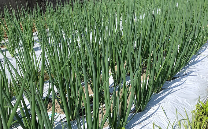 【6か月定期便】生産農家直送 京野菜・九条ねぎ1kg〈定期便 ねぎ ネギ 葱 九条ねぎ 京野菜 京都 新鮮 甘い 農家直送 野菜〉