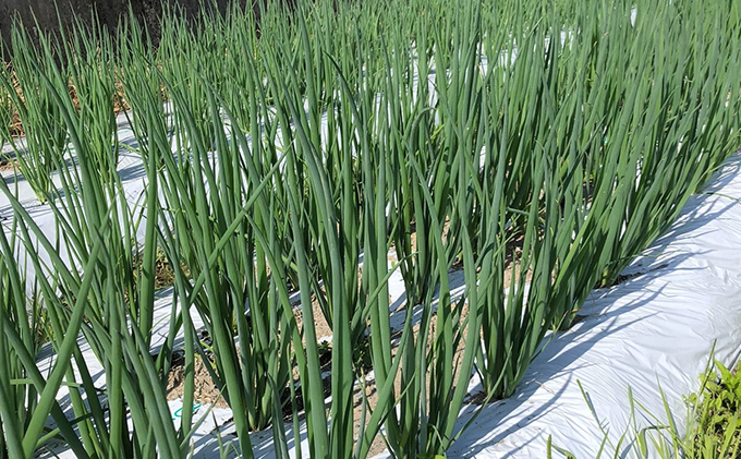 【4か月定期便】生産農家直送 京野菜・九条ねぎ1kg〈定期便 ねぎ ネギ 葱 九条ねぎ 京野菜 京都 新鮮 甘い 農家直送 野菜〉