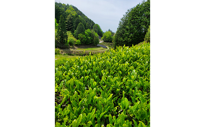 特選有機宇治茶3本詰合せ〈有機 オーガニック 煎茶 極上煎茶 高級 特選 玉露 緑茶 深蒸し茶 茶葉 お茶葉 お茶 茶 茶筒〉