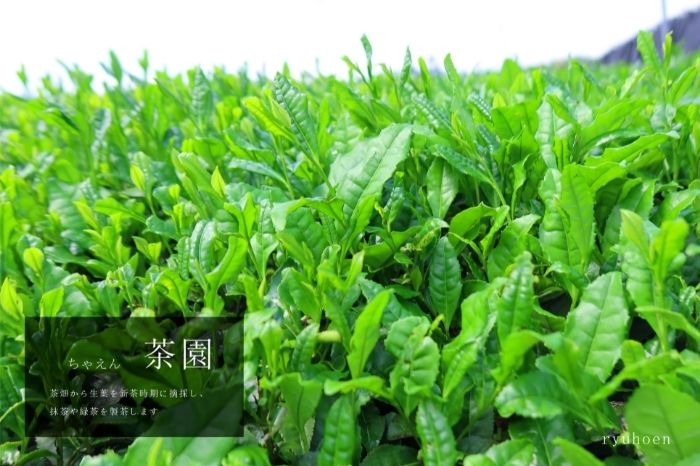 スタートは「宇治抹茶入門セット」そして「急須と茶葉」全6回〈定期便 宇治抹茶 抹茶 お茶 茶 薄茶 濃茶 茶道 初心者 石臼挽き 飲料 加工食品〉