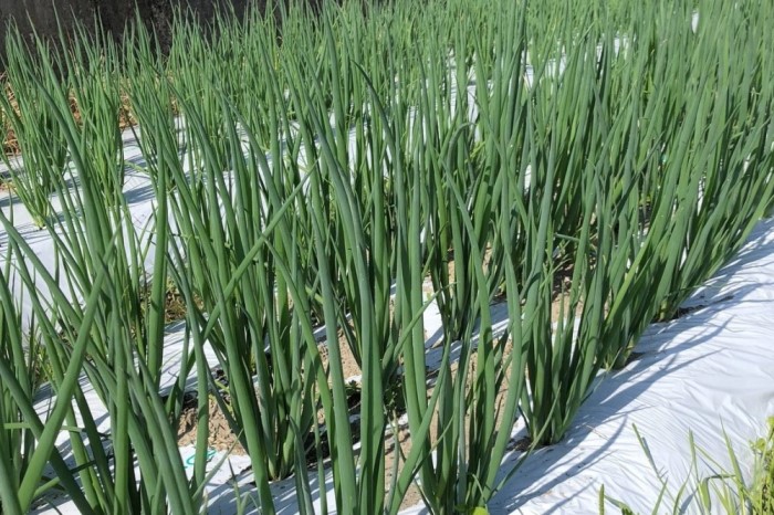 生産農家直送 京野菜・九条ねぎ700g〈ねぎ ネギ 葱 九条ねぎ 京野菜 京都 新鮮 甘い 農家直送 野菜〉