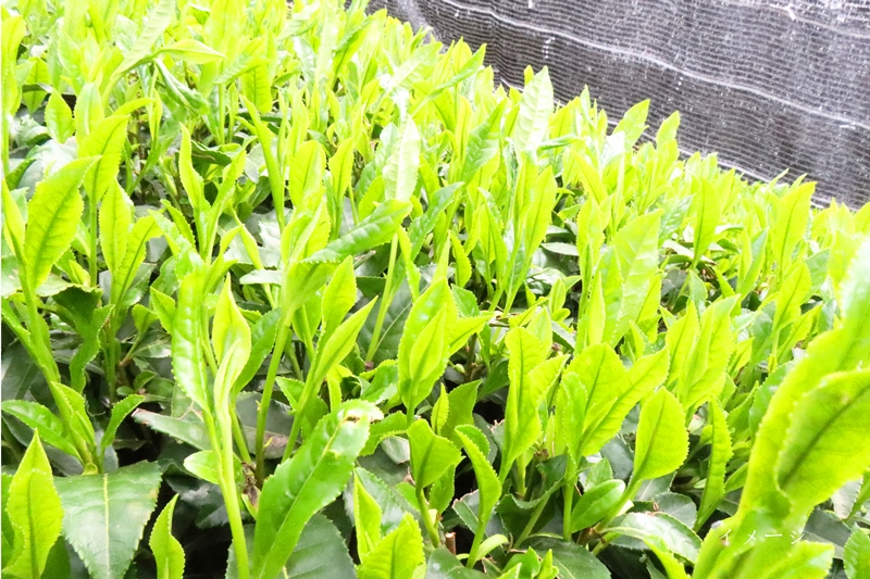 日本茶鑑定士監修のティーカップ黒とかぶせ茶ティーバッグ（28P×2缶）〈お茶 茶 煎茶 緑茶 かぶせ茶 ティーカップ ティーバッグ ティーパック 飲料 加工食品 ハンドメイド 日本茶鑑定士〉