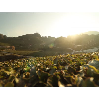 【京都・和束町・郷土料理】和束名物の茶そばを作ろう!4名×1回