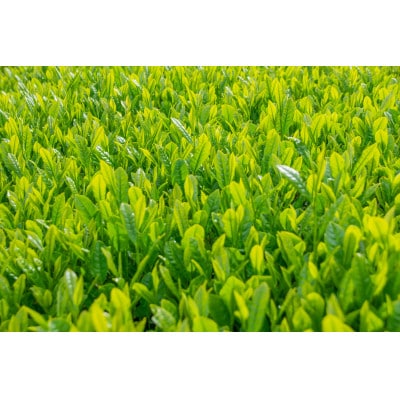 【新茶・令和8年度産】和束茶ギフトセット(竹) 　煎茶、かりがね　(2026年6月中旬以降発送分)