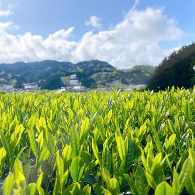 【6本】和束茶の香りを存分に味わうスパークリングティー | Apoptosis Sparkling【配送不可地域：離島】