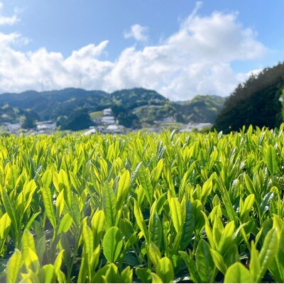 レストラン・ホテルの料理長やソムリエに選ばれる高級ボトリングティー6本 | Wazuka Green【配送不可地域：離島】