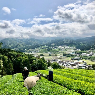【24本】和束茶の香りを存分に味わうスパークリングティー | Apoptosis Sparkling【配送不可地域：離島】