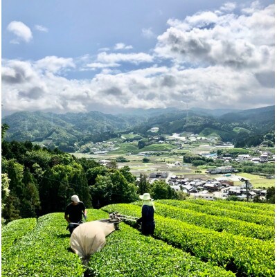 レストラン・ホテルの料理長やソムリエに選ばれる高級ボトリングティー6本 | Wazuka Green【配送不可地域：離島】