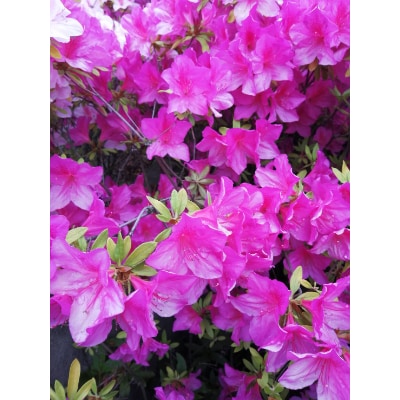 ヒラドツツジ植栽など(造園業者による施工)