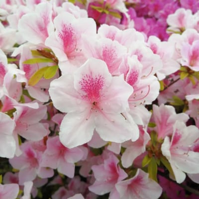 ヒラドツツジ植栽など(造園業者による施工)