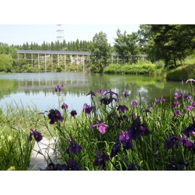 〈1組限定〉けいはんな記念公園ガイド　-日本庭園・里山の楽しみ方-