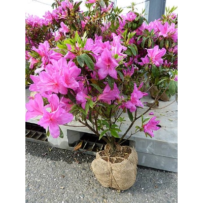 ヒラドツツジ植栽など(造園業者による施工)