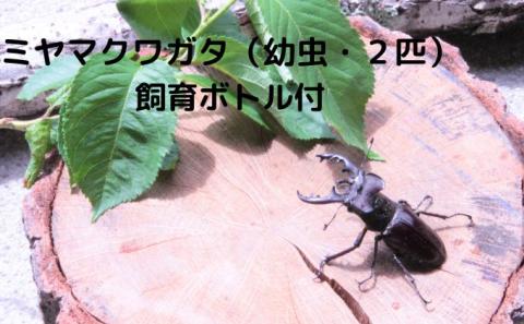 【配送期間は2026年1月下旬～4月上旬に随時配送】ミヤマクワガタ（幼虫・2匹）飼育ボトル付 生き物 昆虫 男の子 子供 飼育観察 大型 夏休み 自由研究 自然 環境 学習 孫 プレゼント