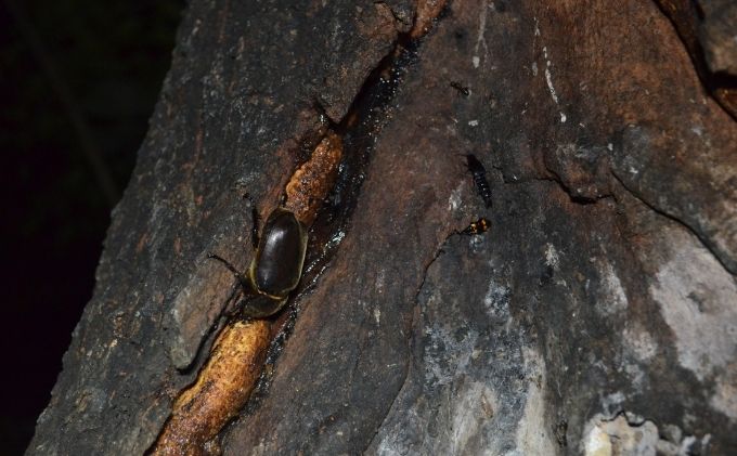 【優先貸切】NHKテレビで取り上げられました!＜先行予約＞【体験期間 2026年6月～8月中旬】虫捕り名人と行く「昆虫採集ツアー」ご利用券(グループ貸切用・車1台) 昆虫 カブトムシ クワガタ アウトドア 京都 南山城村