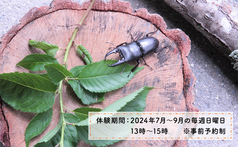 【幼児～小学生対象】昆虫飼育体験講座Aコース（昆虫成虫1ペアと飼育セット付き＜体験：7月～9月の各日曜日＞）ご利用券（1名様） 体験チケット 生き物 子供 キッズ