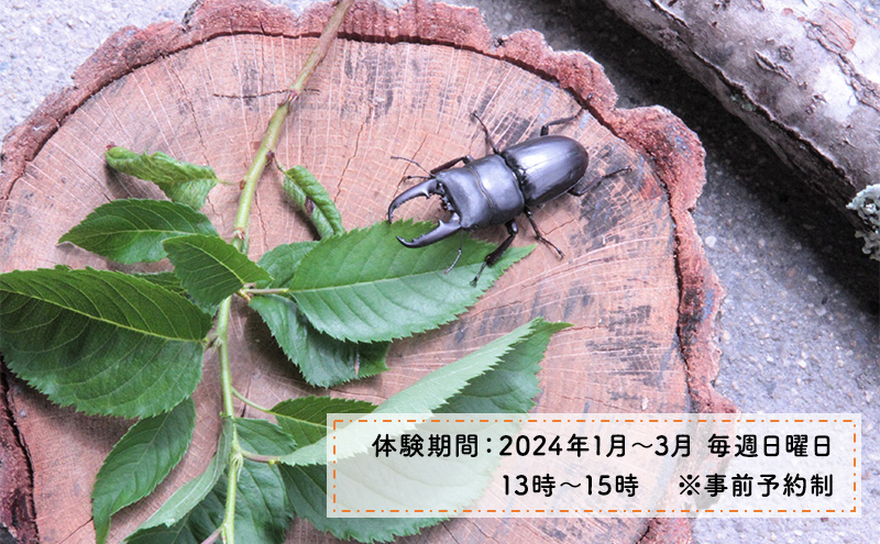 【幼児～小学生対象】昆虫飼育体験講座Cコース（昆虫・飼育セット各自お持ち込み＜体験：2027年1月～3月の各日曜日＞）ご利用券（1名様） 体験チケット 生き物