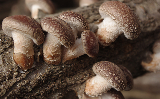 【11月～翌2月末のご注文分は翌3月より随時発送】山田さんの肉厚・ぷりぷりの原木栽培しいたけ1.5kg