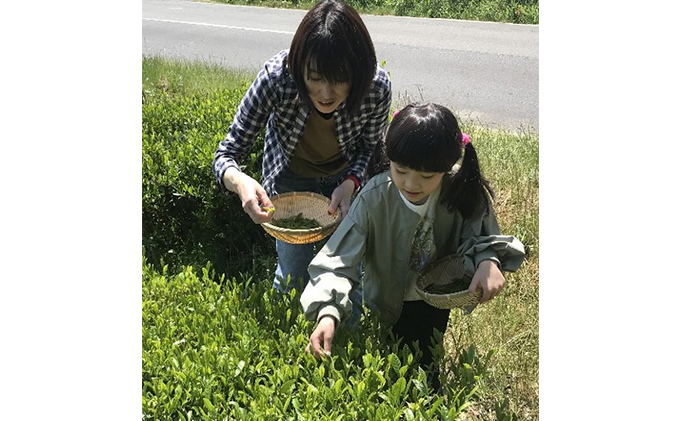 【体験期間：6月末まで】村内の茶畑で茶摘み＆手もみ製茶体験！（大人ペアチケット）