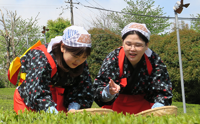 【体験期間：6月末まで】茶摘み＆手もみ製茶体験！茶娘衣装貸出付き（大人1名：中学生以上）