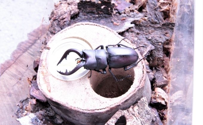 【配送期間は2026年1月下旬～4月上旬に随時配送】ノコギリクワガタ（幼虫・２匹）飼育ボトル付 生き物 昆虫 エサ付き