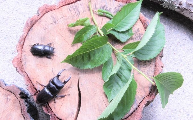 【配送期間は2026年1月下旬～4月上旬に随時配送】ヒラタクワガタ（幼虫・２匹）飼育ボトル付 生き物 エサ付き