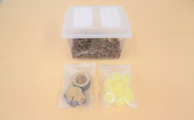 【配送期間は2026年6月下旬～8月上旬に随時配送】ミヤマクワガタ（成虫）オスメス１ペア飼育セット付 生き物 昆虫 男の子 子供 飼育観察 大型 夏休み 自由研究 自然 環境 学習 孫 プレゼント