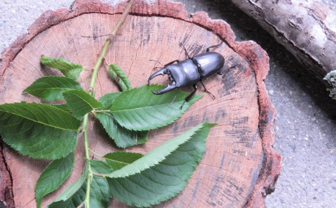 【配送期間は2026年6月下旬～8月上旬に随時配送】ヒラタクワガタ（成虫）オスメス１ペア飼育セット付 生き物 昆虫 男の子 子供 飼育観察 大型 夏休み 自由研究 自然 環境 学習 孫 プレゼント