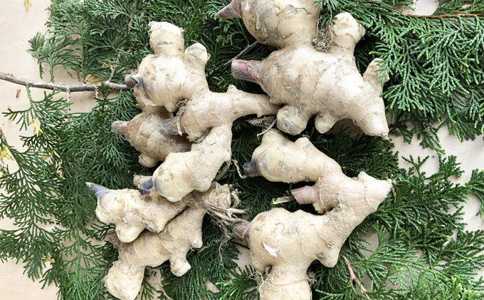 新しょうが750g（2023年秋発送）