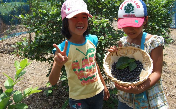 うえだブルーベリー畑の摘み取り体験ペアチケット（お1人様500g摘み取り×2名様）【体験期間は8月～9月】