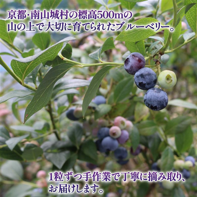 先行予約【2026年8月下旬頃から出荷】うえだブルーベリー畑の手摘みブルーベリー【1kg】