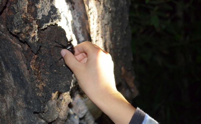 【優先貸切】NHKテレビで取り上げられました!＜先行予約＞【体験期間 2026年6月～8月中旬】虫捕り名人と行く「昆虫採集ツアー」ご利用券(グループ貸切用・車1台) 昆虫 カブトムシ クワガタ アウトドア 京都 南山城村