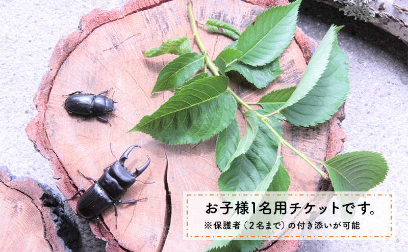 【幼児～小学生対象】昆虫飼育体験講座Bコース（昆虫・飼育セット各自お持ち込み＜体験：9月～12月の各日曜日＞）ご利用券（1名様） 体験チケット 生き物 子供 キッズ