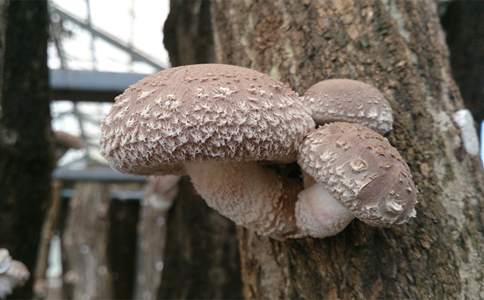 【11月～翌2月末のご注文分は翌3月より随時発送】山田さんの肉厚・ぷりぷりの原木栽培しいたけ0.9kg